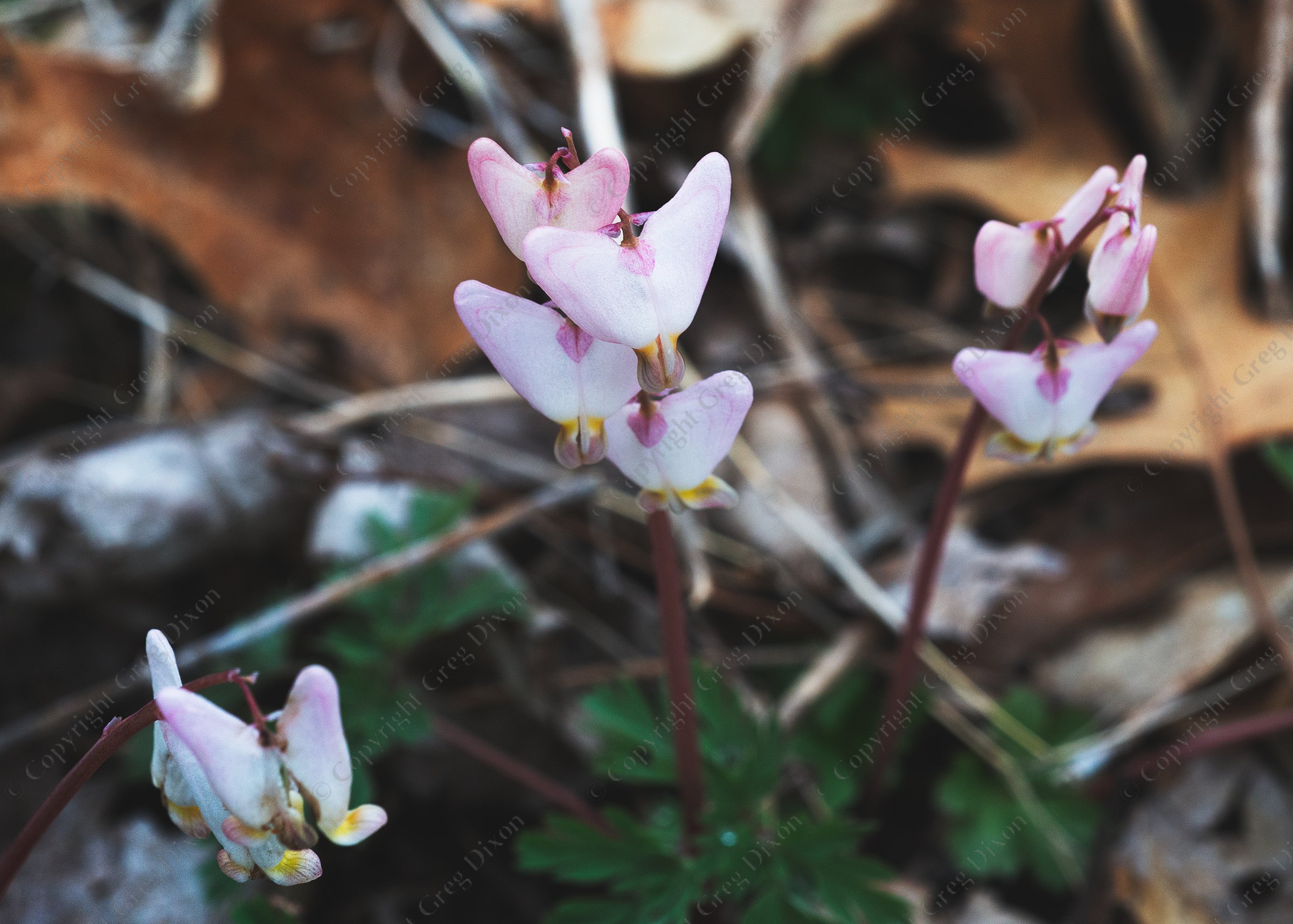 "Dutchman's Breeches"  Cross Plains State Park  Cross Plains, Wisconsin | Dutchman's Breeches (Dicentra cucullaria) at Cross Plains State Park on Monday, Apr. 21, 2025 in Cross Plains, Wisconsin | Limited Edition of 10 Prints by Greg Dixon | digital photograph