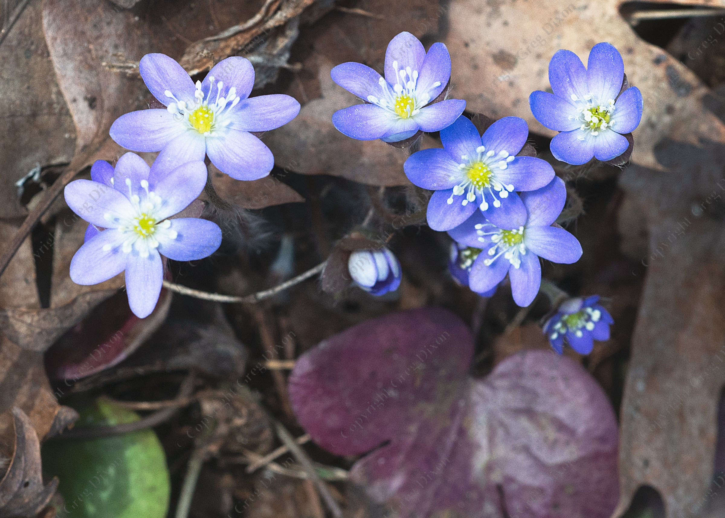 "Hepatica"  Spring Green Preserve  Spring Green, Wisconsin | Hepatica (Ranunculaceae americana). Note the purple, 3-lobed leaf at the bottom. Some leaves over-winter to help the plant get an early start in spring. Photo from Spring Green Preserve on Wednesday, Apr. 8, 2026 in Spring Green, Wisconsin | Limited Edition of 10 Prints by Greg Dixon | Digital Photograph