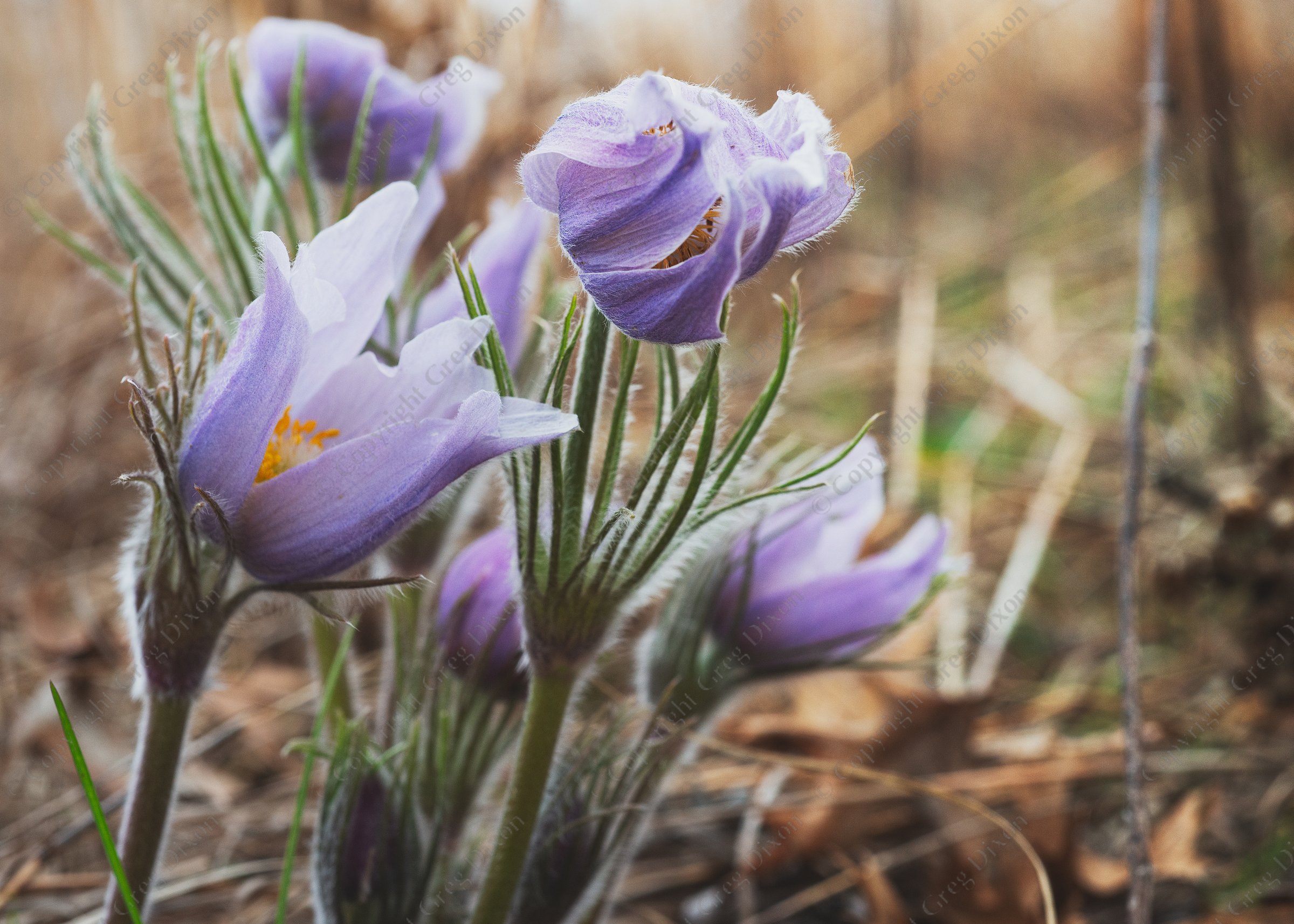 "Pasque Flowers"  Walking Iron County Park  Mazomanie, Wisconsin | Pasque Flowers (Pulsatilla sp.) bloom at Walking Iron County Park on Monday, Apr. 21, 2025 in Mazomanie, Wisconsin | Limited Edition of 10 Prints by Greg Dixon | Digital Photograph