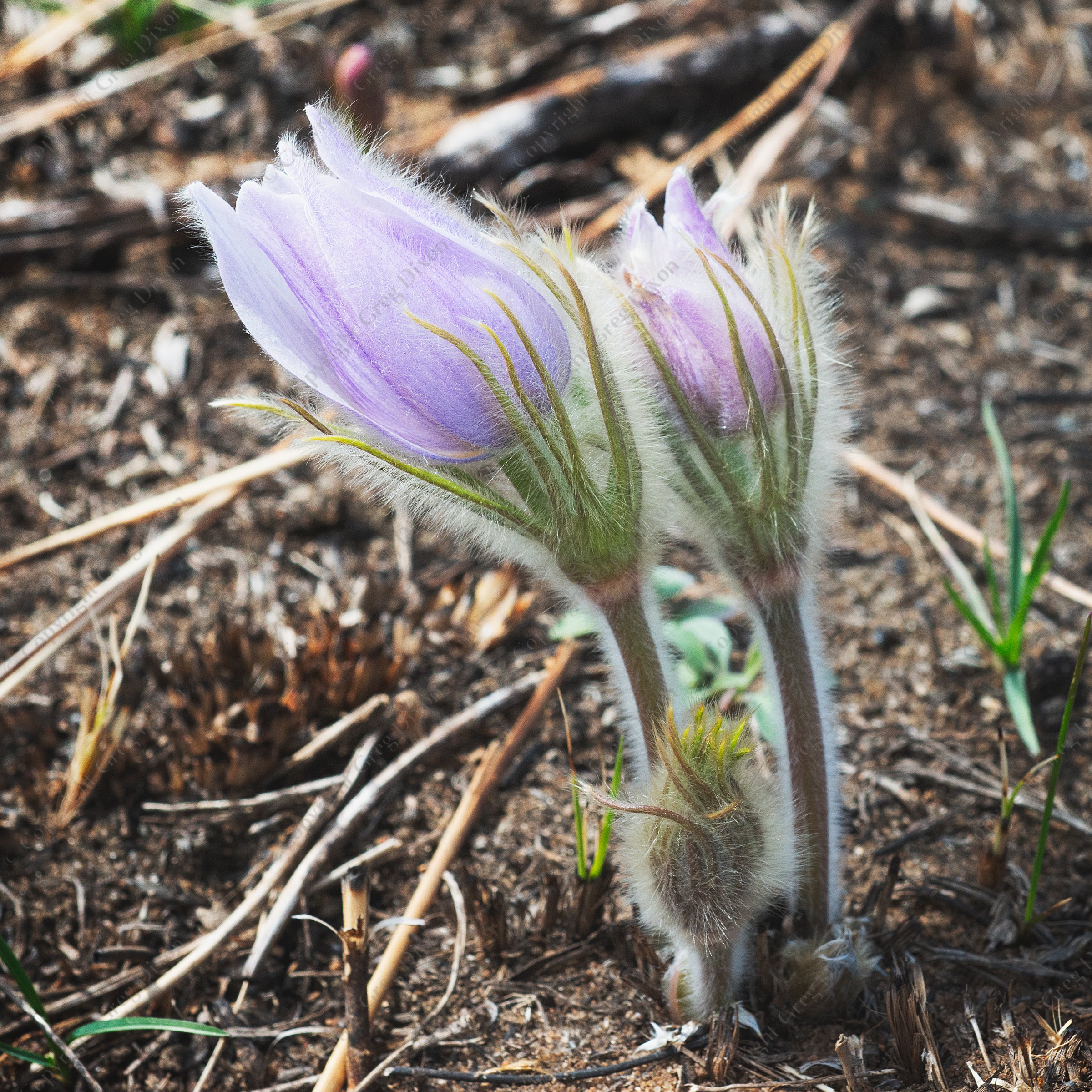 "Pasque Flowers K9N_042"  Walking Iron County Park  Mazomanie, Wisconsin | Pasque Flowers (Pulsatilla sp.) bloom in the Pasque Flower Prairie at Walking Iron County Park on Wednesday, Apr. 1, 2026 in Mazomanie, Wisconsin | Limited Edition of 10 Prints by Greg Dixon | Digital Photograph
