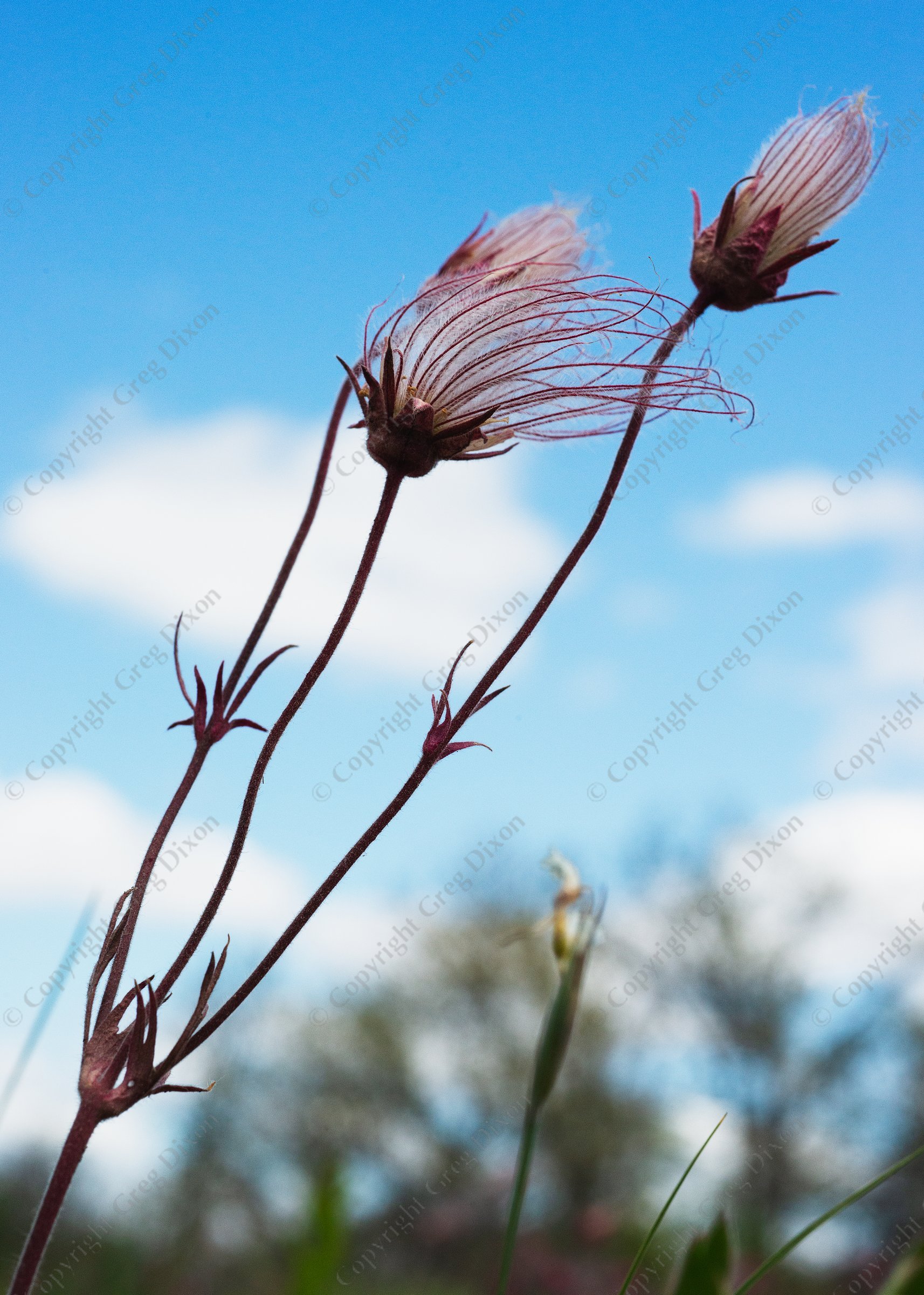 "Prairie Smoke L1A_053"  Walking Iron County Park  Mazomanie, Wisc. | Prairie Smoke (Geum triflorum) blows in the wind at Walking Iron County Park on Wednesday, May 6, 2026 in Mazomanie, Wisconsin | Limited Edition of 10 Prints by Greg Dixon | Digital Photograph